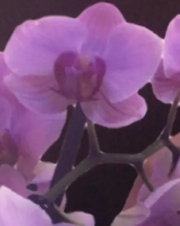 A single orchid bloom, kept at the salon