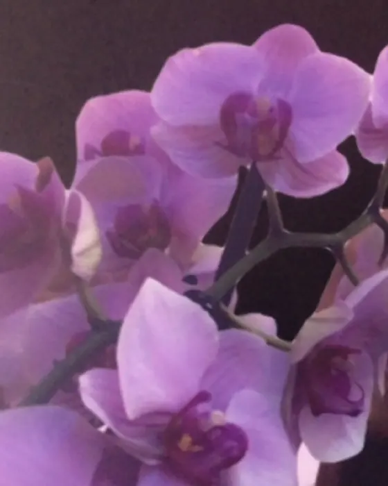 Orchid blossoms in soft focus